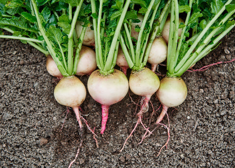 Heirloom Seeds_Radish Watermelon_Bucktown Seed Company-02