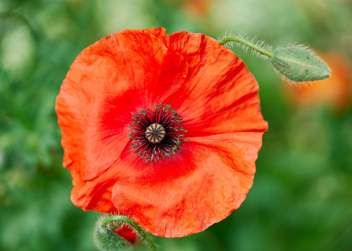 red poppy seeds for planting Red Corn