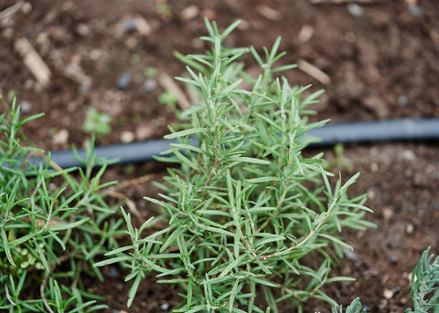 Heirloom Seeds_Rosemary_Bucktown Seed Company_04