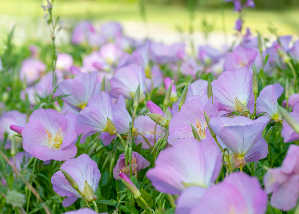 planting evening primrose seeds Showy Evening