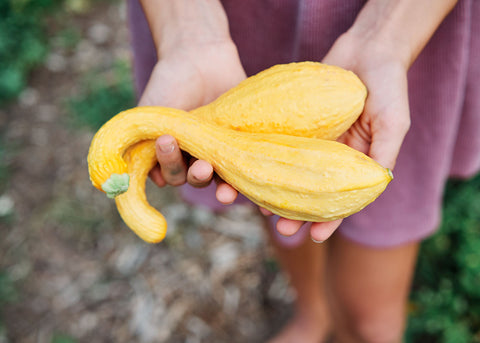 Heirloom Seeds - Summer Crookneck - Squash - Bucktown Seed Company-01