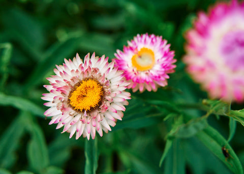 Strawflower Tall Mix Seeds