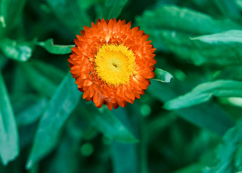 Strawflower Tall Mix Seeds
