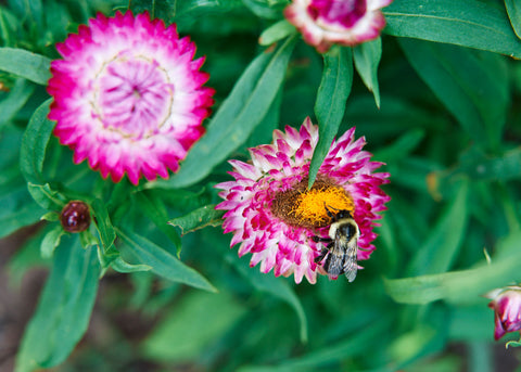 Strawflower Tall Mix Seeds