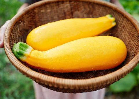 Heirloom Seeds_Golden Zucchini Summer Squash_Bucktown Seed Company-05