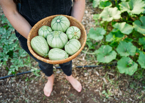 Heirloom Seeds_Ronde de Nice_Squash_Seeds_Bucktown Seed Company-05