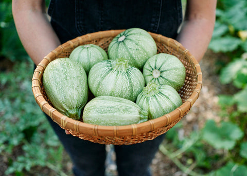 Heirloom Seeds_Ronde de Nice_Squash_Seeds_Bucktown Seed Company-01