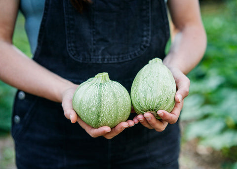 Heirloom Seeds_Ronde de Nice_Squash_Seeds_Bucktown Seed Company-04