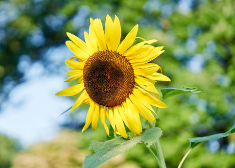 Heirloom Seeds_Black Mammoth Sunflower Seed_Bucktown Seed Company-01