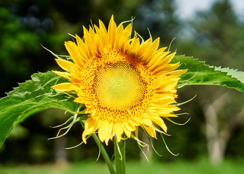 Heirloom Seeds_Mammoth Grey Striped Sunflower Seeds_Bucktown Seed Company-04