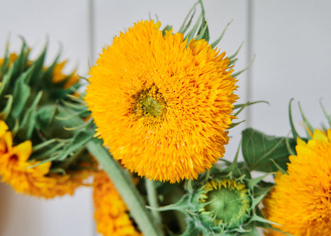 Flower Seeds_Sunflower_Teddy Bear_Bucktown Seed Company-02