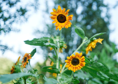 Flower Seeds_Red Sun Sunflower_Bucktown Seed Company-02