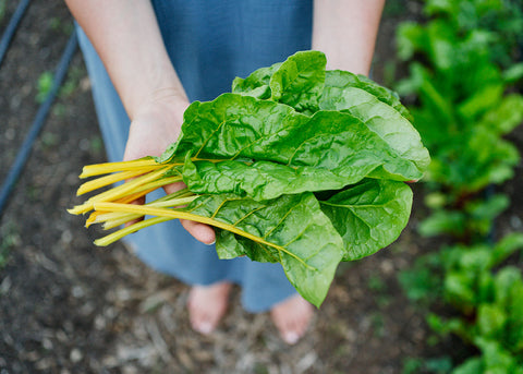Heirloom Seeds_Oriole Orange Swiss Chard Seeds_Bucktown Seed Company-02