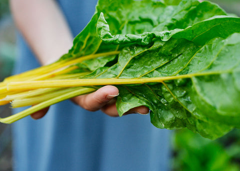 Heirloom Seeds_Oriole Orange Swiss Chard Seeds_Bucktown Seed Company-03