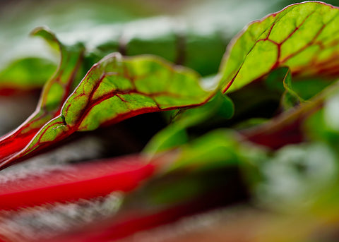 Heirloom Seeds_Swiss Chard Rhubarb_Bucktown Seed Company-04