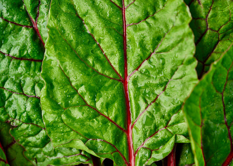 Heirloom Seeds_Swiss Chard Rhubarb_Bucktown Seed Company-01