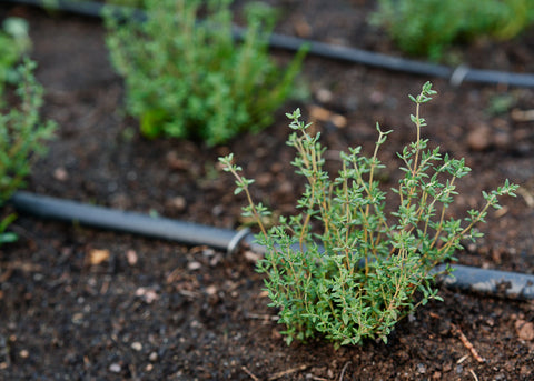 Heirloom Seeds_Thyme_German Winter_Bucktown Seed Company_02