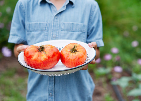 Red Brandywine - Organic Tomato Seeds