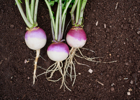 Heirloom Seeds_Turnip Purple Top White Globe_Bucktown Seed Company-04