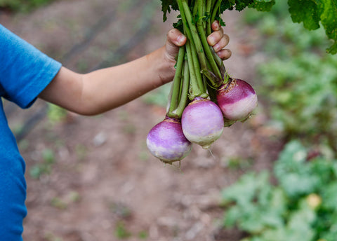 Heirloom Seeds_Turnip Purple Top White Globe_Bucktown Seed Company-03
