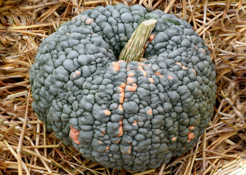 Heirloom Seeds - Marina di Chioggia Squash - Bucktown Seed Company-02