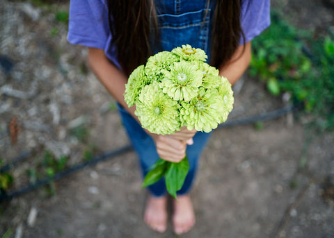 Heirloom Seeds_Envy Zinnia Seed_Bucktown Seed Company-02