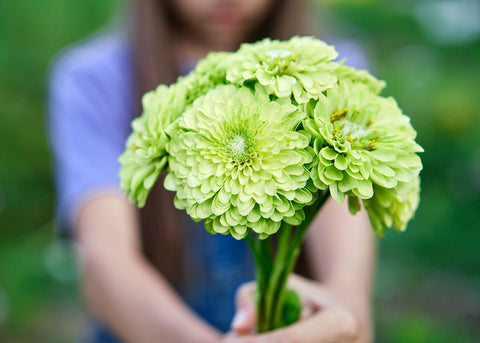 Heirloom Seeds_Envy Zinnia Seed_Bucktown Seed Company-01
