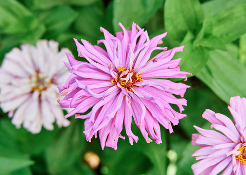 Flower Seeds_Zinnia_Giant Cactus Mix_Bucktown Seed Company-03