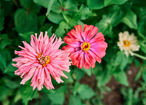 Flower Seeds_Zinnia_Giant Cactus Mix_Bucktown Seed Company-01