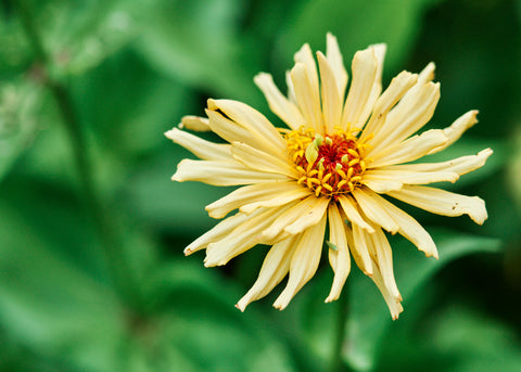 Flower Seeds_Zinnia_Giant Cactus Mix_Bucktown Seed Company-04