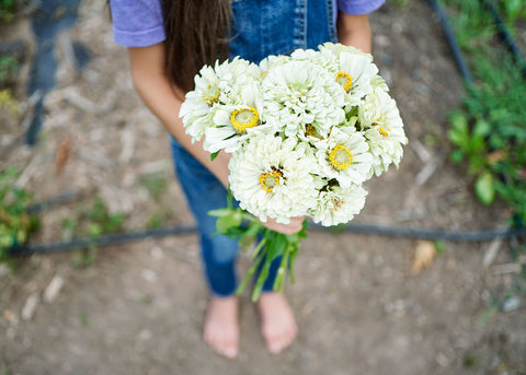 Heirloom Seeds_Polar Bear Zinnia Seed_Bucktown Seed Company-02