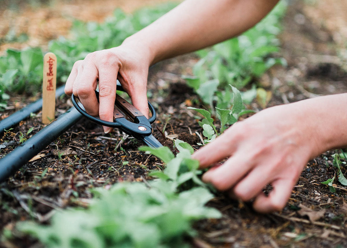 Thinning Seedlings In Your Garden : Recommended Spacing Per Variety