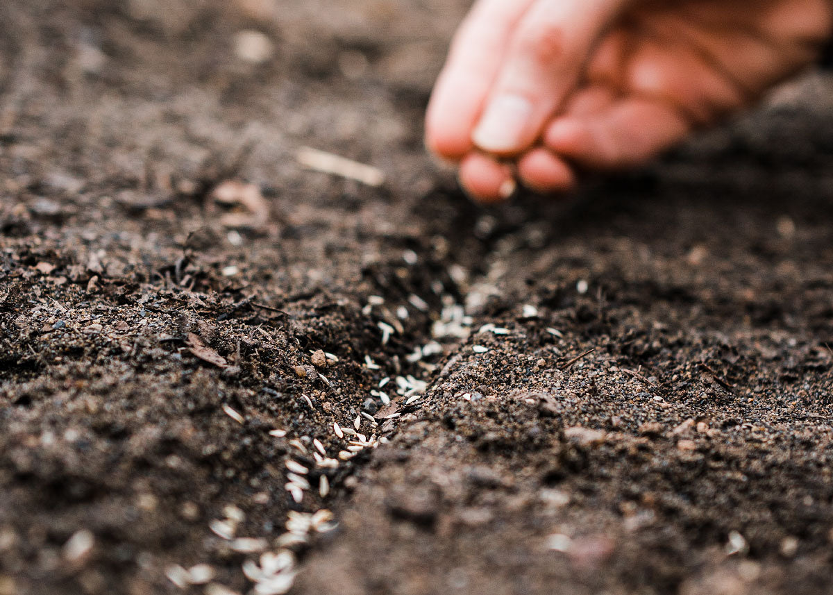 Sowing Seeds Outside : Tips & Advice for Direct Seeding