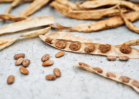 Dried seed pods split open to reveal mature seeds ready for saving and planting next season.