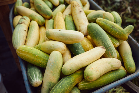 Mature yellow and green A&C Pickling Cucumbers ready for seed extraction.