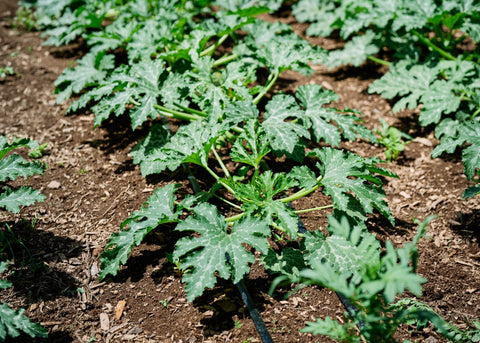 summer squash plant growing in garden row 