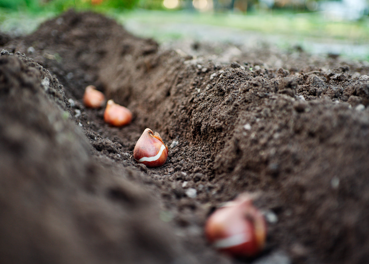 Planting Flower Bulbs: A Step-by-Step Guide for a Colorful Garden