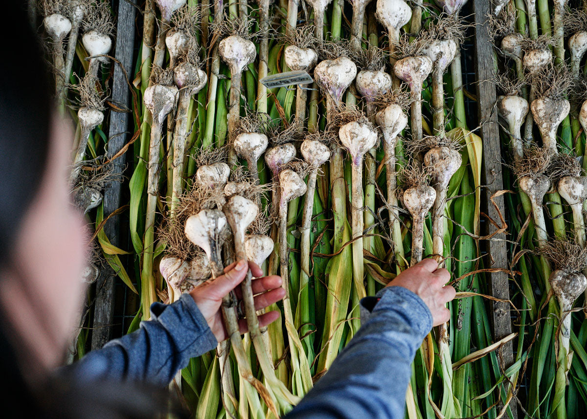 Garlic Growing Guide: Planting Garlic in Your Backyard Garden