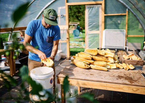 Summer squash being processed for seed at Bucktown Seed Company in Pennsylvania.