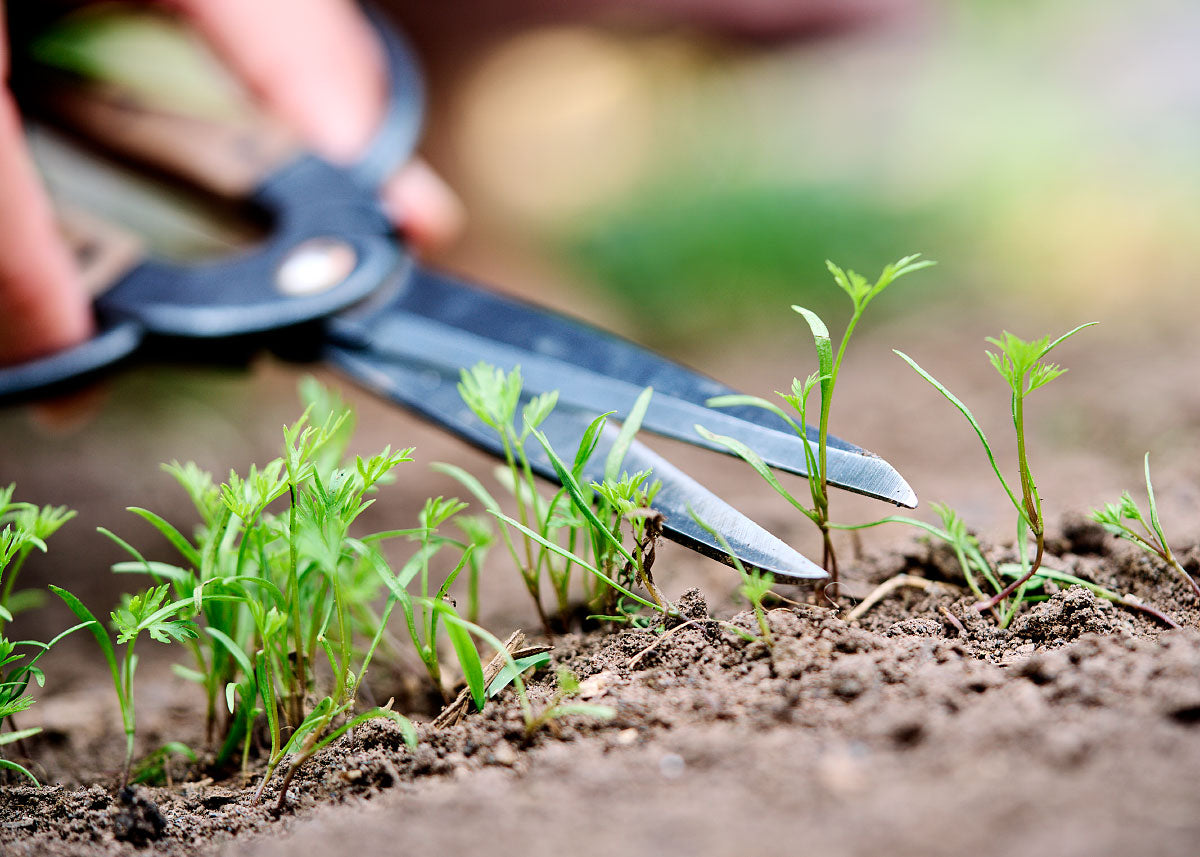 Thinning Seedlings for a Thriving Home Garden: A Step-by-Step Guide