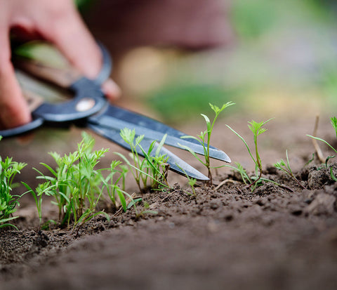 Thinning Seedlings: How and When to Thin for Stronger Plants
