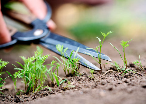 Gardener using scissors to thin out small green carrot seedlings in garden soil.