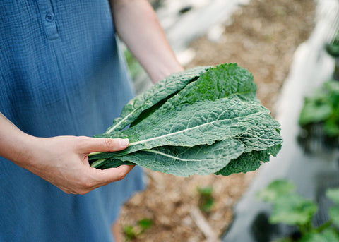 Hands holding a bunch of freshly harvested dark green Lacinato kale leaves in a garden.