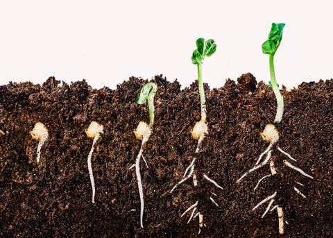 Five stages of seed germination showing seeds sprouting, root development, and emerging seedlings in soil