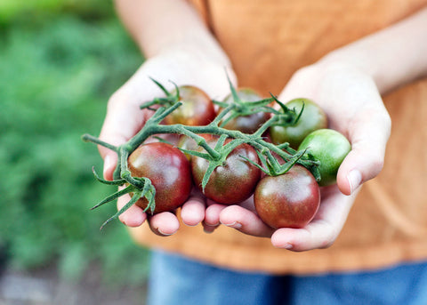 Hands holding a cluster of fresh, multi-colored cherry tomatoes on the vine in a garden.