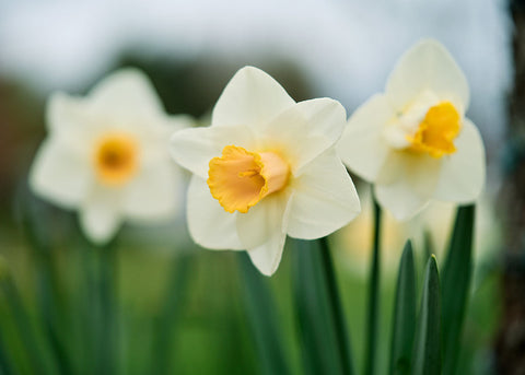 How to Plant Flower Bulbs in Fall for Spring Blooms