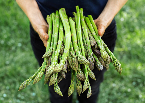 Heirloom Asparagus Seeds - Bucktown Seed Company