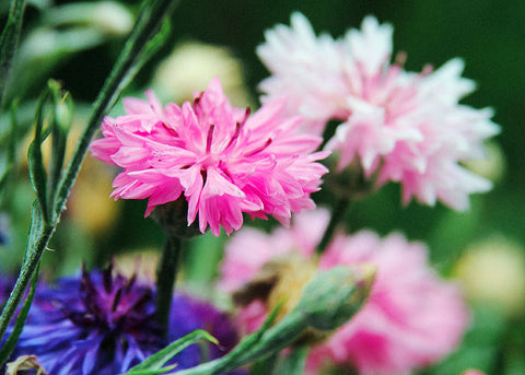 Centaurea (Bachelor's Button)