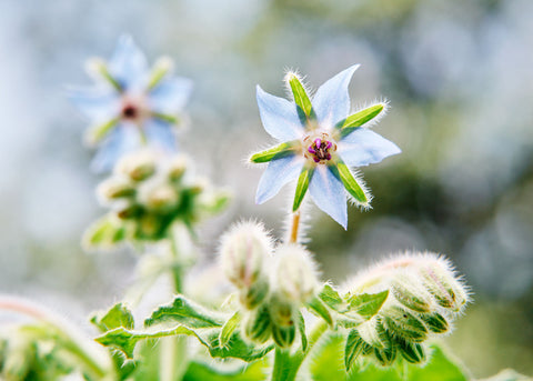 Heirloom Flower Seeds - Borage - Bucktown Seed Company-01