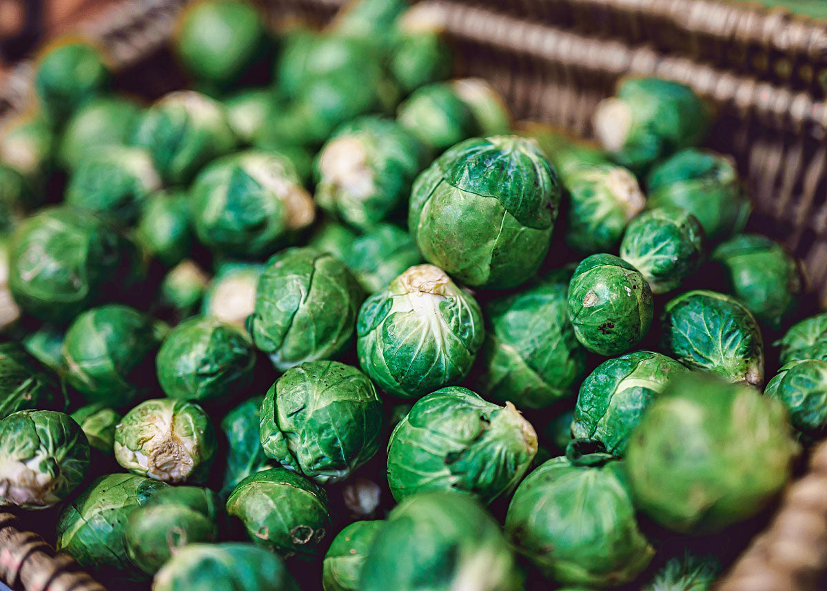 Heirloom Brussels Sprouts Seeds - Bucktown Seed Company